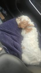 Reunited Female Dog last seen Broadway St, Vallejo, CA 94589