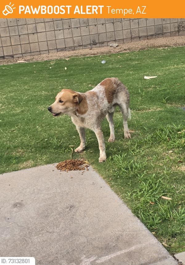 Found/Stray Unknown Dog last seen W 4th St & S 52nd St, Tempe, AZ 85281, Tempe, AZ 85281