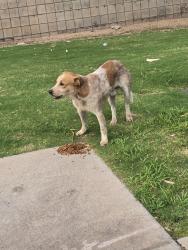 Found/Stray Unknown Dog last seen W 4th St & S 52nd St, Tempe, AZ 85281, Tempe, AZ 85281