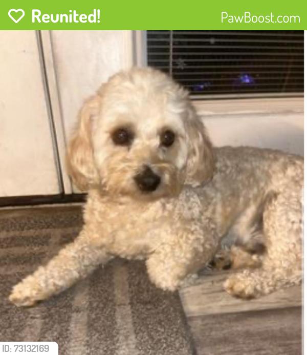 Reunited Male Dog last seen S Saulsbury st and west Arkansas, Lakewood, CO 80232