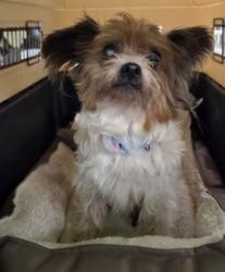 Shelter Stray Female Dog last seen , 1850 W 60th St, Los Angeles, CA 90047, USA