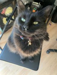 Lost Female Cat last seen We are on Wildwood Ridge Dr between Maple Park Dr and Rocky Woods Dr, Houston, TX 77339