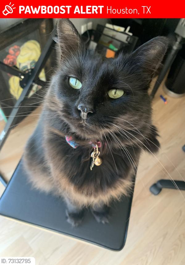 Lost Female Cat last seen We are on Wildwood Ridge Dr between Maple Park Dr and Rocky Woods Dr, Houston, TX 77339