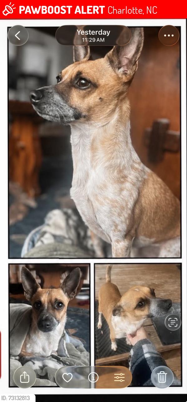 Lost Male Dog last seen Freedom drive, Charlotte, NC 28208
