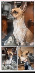 Lost Male Dog last seen Freedom drive, Charlotte, NC 28208