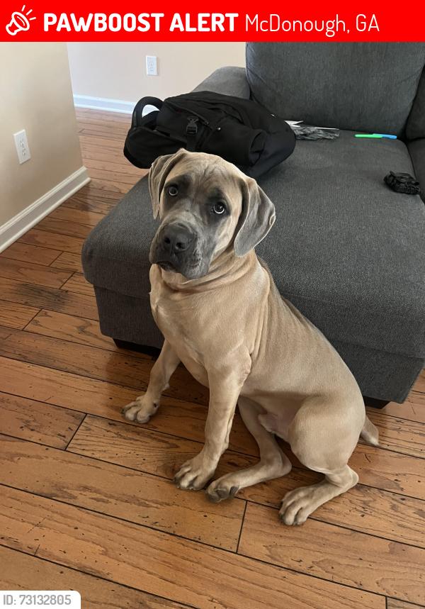 Lost Male Dog last seen faith independence baptist church SR 81, McDonough, GA 30253