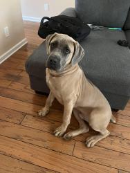 Lost Male Dog last seen faith independence baptist church SR 81, McDonough, GA 30253