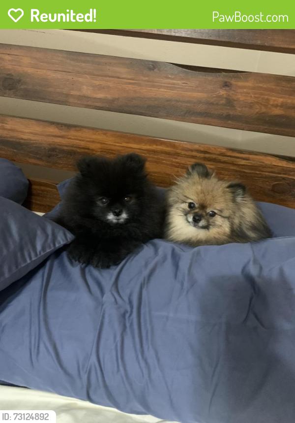 Reunited Female Dog last seen Cordova and south dr, Fort Worth, TX 76132