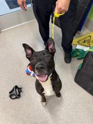 Shelter Stray Male Dog last seen Near BLOCK TAYLORSVILLE RD, 3528 Newburg Rd, Louisville, KY 40218, USA
