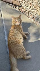 Found/Stray Male Cat last seen 11th and Peoria, Aurora, CO 80011