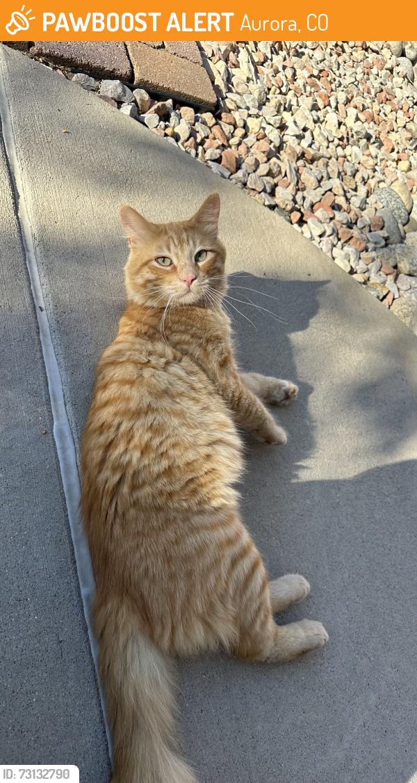 Found/Stray Male Cat last seen 11th and Peoria, Aurora, CO 80011