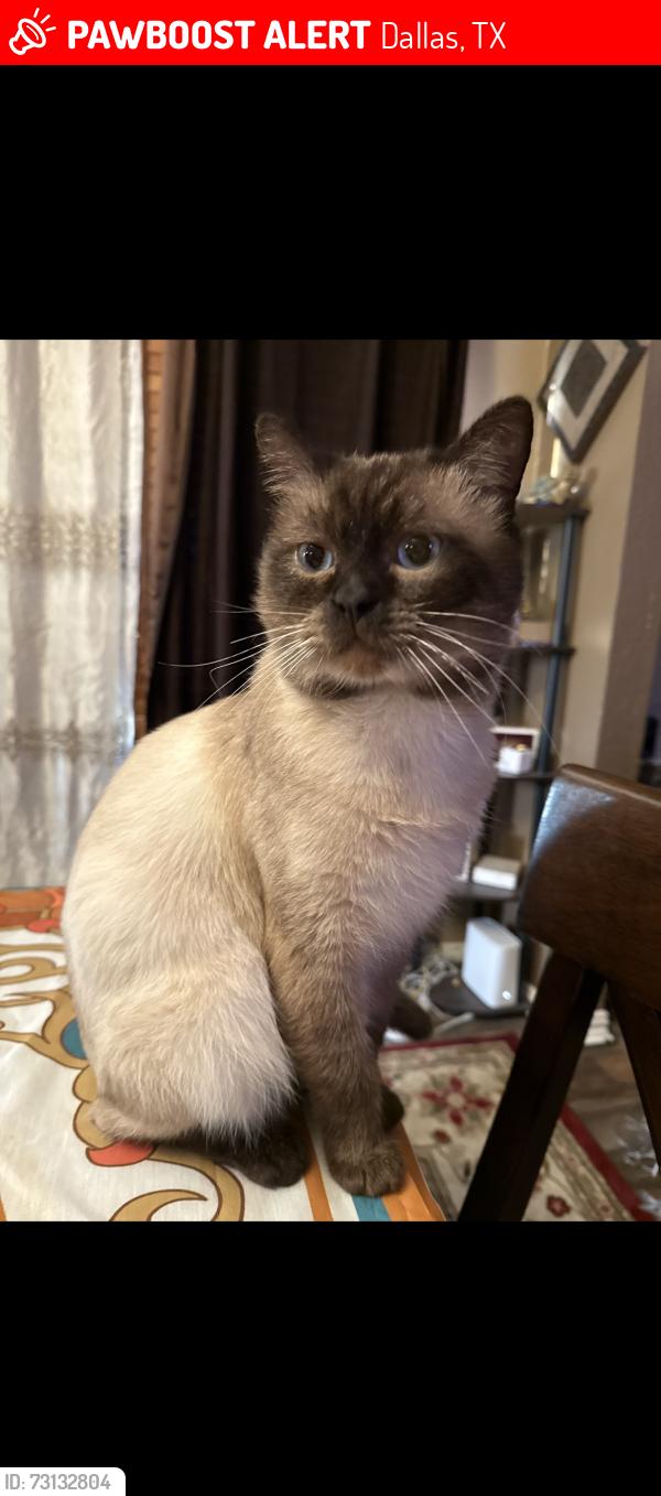 Lost Male Cat last seen Town Square in Lancaster, Dallas, TX 75203