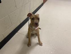 Shelter Stray Female Dog last seen Near BLOCK N 64TH ST, 3839 W Burnham St, West Milwaukee, WI 53215, USA
