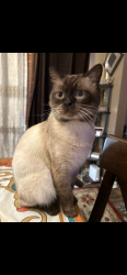 Lost Male Cat last seen Town Square in Lancaster, Dallas, TX 75203