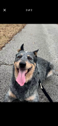 Lost Male Dog last seen Near woodland lakes campground, Johnson Township, MO 63080