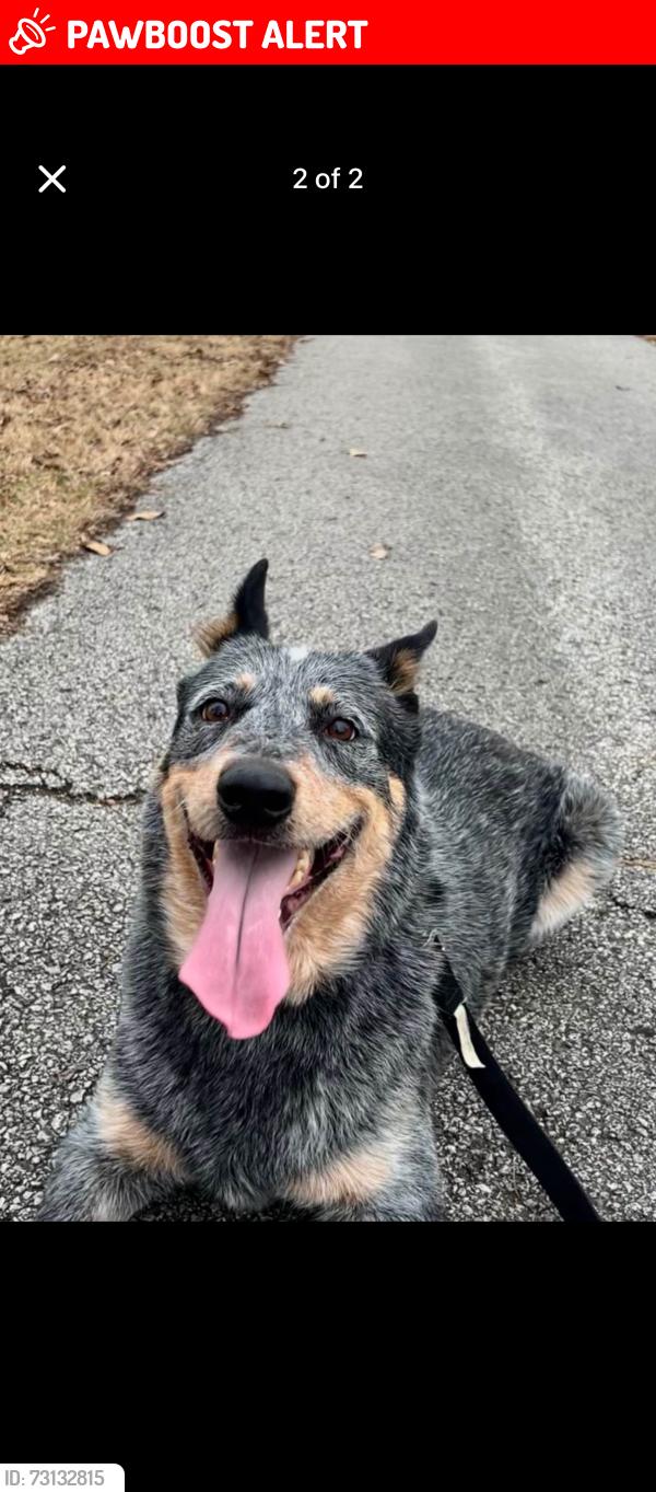 Lost Male Dog last seen Near woodland lakes campground, Johnson Township, MO 63080