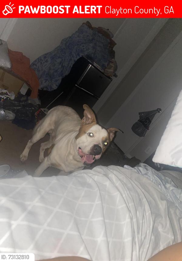 Lost Male Dog last seen Hidden hollow trail, Clayton County, GA 30236