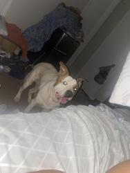 Lost Male Dog last seen Hidden hollow trail, Clayton County, GA 30236
