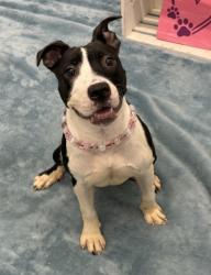 Shelter Stray Female Dog last seen Near BLOCK WESTWOOD, DETROIT MI 48228, 7401 Chrysler Dr, Detroit, MI 48211, USA