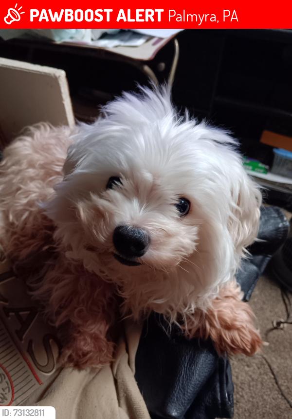 Lost Male Dog last seen Wesi, Palmyra, PA 17078