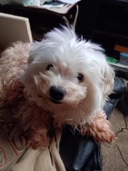 Lost Male Dog last seen Wesi, Palmyra, PA 17078