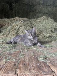 Lost Male Cat last seen Wagner ct, Glenview, IL 60025
