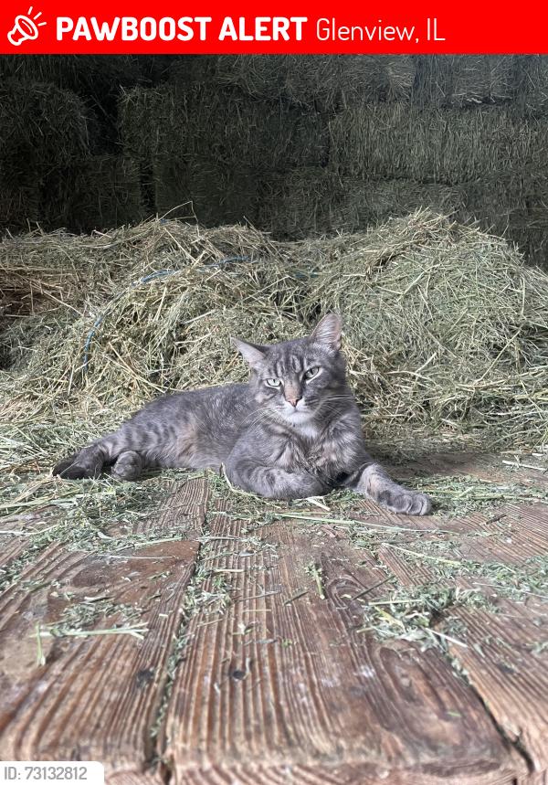 Lost Male Cat last seen Wagner ct, Glenview, IL 60025