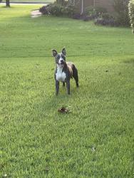 Found/Stray Female Dog last seen Daybreak dr & Billy Maher, Bartlett, TN 38135