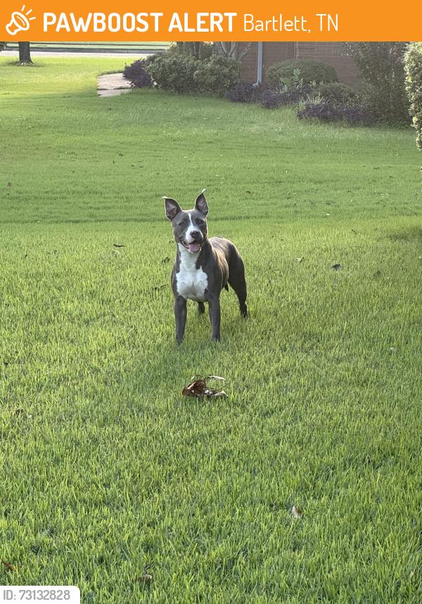 Found/Stray Female Dog last seen Daybreak dr & Billy Maher, Bartlett, TN 38135