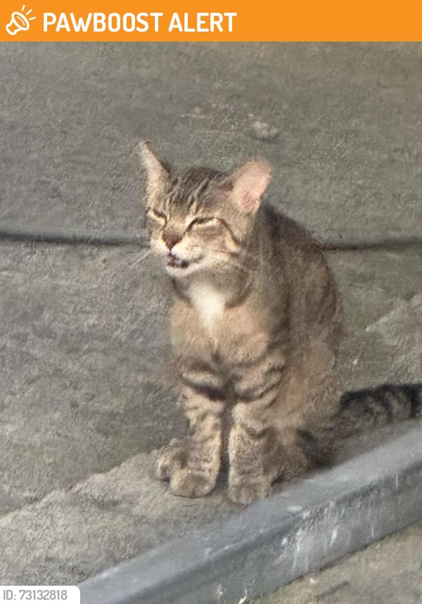 Found/Stray Male Cat last seen State Route 82, Columbia Station, OH 44028