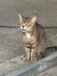 Found/Stray Male Cat last seen State Route 82, Columbia Station, OH 44028