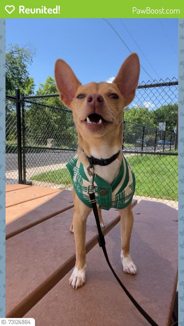Reunited Male Dog last seen Ortega elementary, Austin, TX 78721