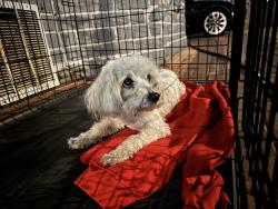 Reunited Female Dog last seen S Central Ave and E Imperial Hwy, Willowbrook CA, Los Angeles, CA 90059