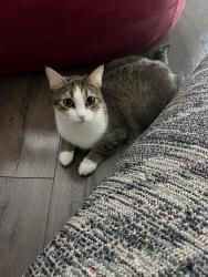 Reunited Female Cat last seen Near Quail Cove Court, Windermere, FL 34786