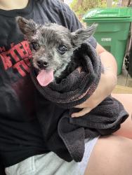 Reunited Male Dog last seen Lowell Ave and Wilkinson Blvd, Gastonia, NC 28056