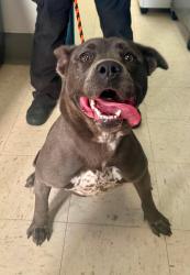 Reunited Female Dog last seen Ivy and Flandrau, Saint Paul, MN 55106