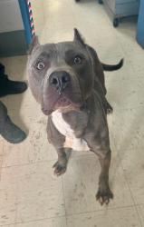 Reunited Male Dog last seen Ivy and Flandrau, Saint Paul, MN 55106