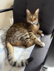 Reunited Male Cat last seen Tehama st and Birch st, Oxnard, CA 93035
