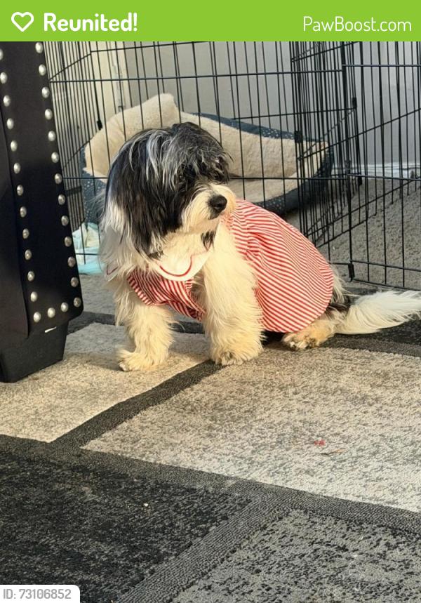 Reunited Female Dog last seen Near Gaylawn Dr Halethorpe, MD United States, Halethorpe, MD 21227
