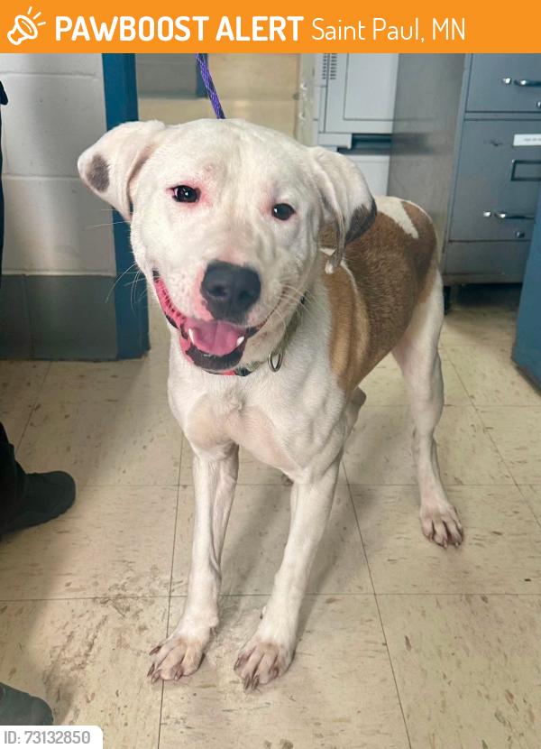 Found/Stray Male Dog last seen Sherwood and Hazelwood, Saint Paul, MN 55106