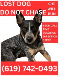 Reunited Female Dog last seen Bolina dr, Murrieta, CA 92562