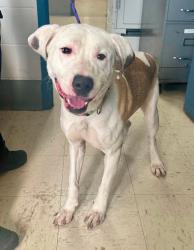 Found/Stray Male Dog last seen Sherwood and Hazelwood, Saint Paul, MN 55106