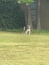 Found/Stray Female Dog last seen Near North Hill and Cindy Lane 76135, Fort Worth, TX 76135
