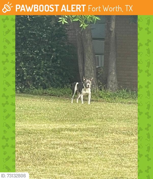 Found/Stray Female Dog last seen Near North Hill and Cindy Lane 76135, Fort Worth, TX 76135