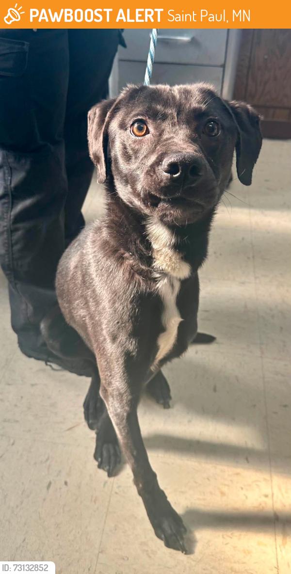 Found/Stray Male Dog last seen Lafond and Avon, Saint Paul, MN 55104