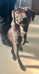 Found/Stray Male Dog last seen Lafond and Avon, Saint Paul, MN 55104