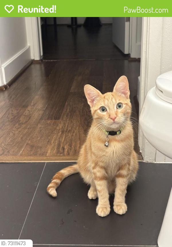 Reunited Male Cat last seen Mathews and Green, Redondo Beach, CA 90278