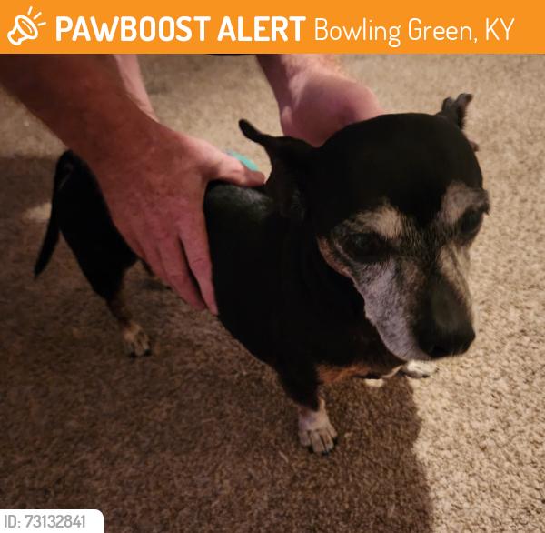 Found/Stray Female Dog last seen Village Creek Dr and Moss Creek Ave, Bowling Green, KY 42101