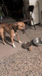 Reunited Male Dog last seen Near Barbara Pl, Salinas, Ca, 93905, Salinas, CA 93905