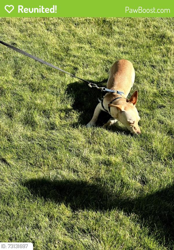 Reunited Male Dog last seen Wilkins and John Olson Blvd, Hillsboro, OR 97006
